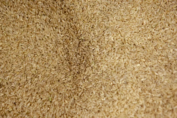 Коричневый рис — стоковое фото