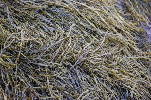 Düğümlenmiş kahverengi deniz yosunu — Stok fotoğraf