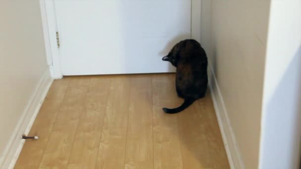 Kot liże i czeka przy drzwiach — Wideo stockowe