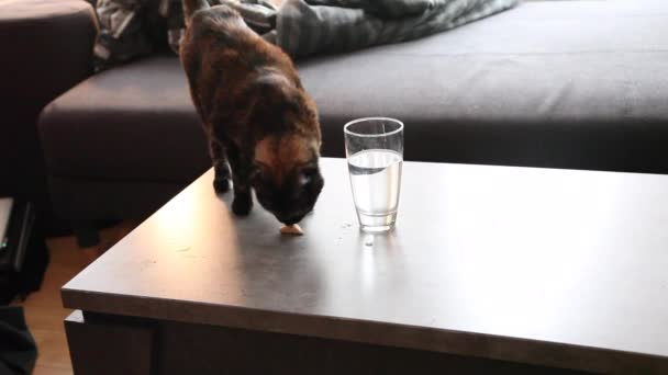 Cat stealing food — Stock Video