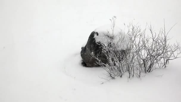 Roccia e cespuglio con tempesta di neve — Video Stock