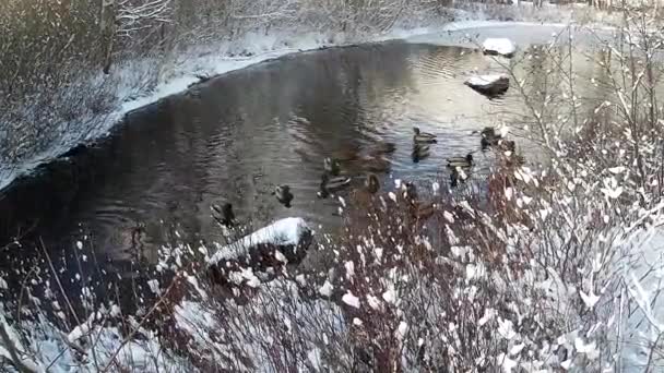 Enten im Winter — Stockvideo