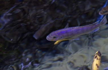 Gümüş renkli bir tropik balık berrak bir havuzda yüzüyor. 