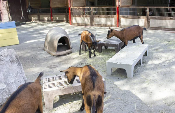 February 2020 Orlando Florida Goats Affection Section Disney Animal Kingdom — Stock Photo, Image