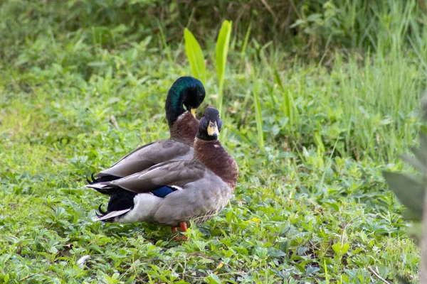 两只绿头野鸭在草地上 一只看着相机 — 图库照片