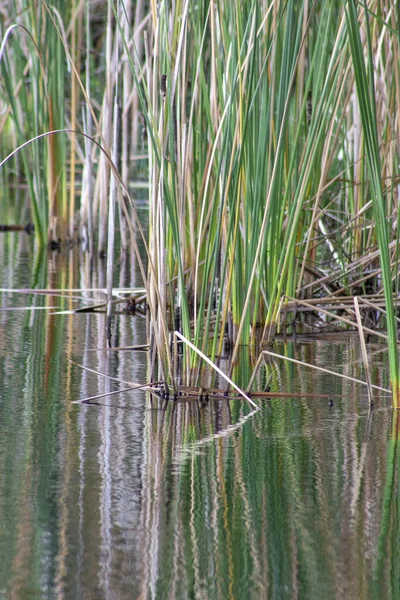 Grüne Und Braune Grashalme Oder Schilf Einem See Florida — Stockfoto