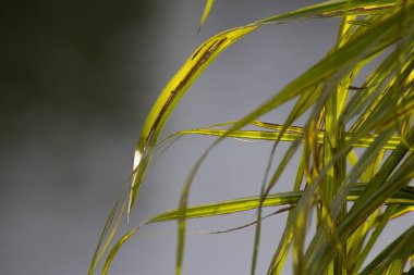 Palmetto 'dan kopyalanmış yeşil bir yaprak 