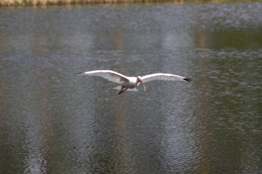  Beyaz bir Florida balıkçısı göl suyunda süzülüyor. 