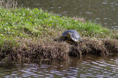 Siyah sert kabuklu kaplumbağa doğanın dışında. 