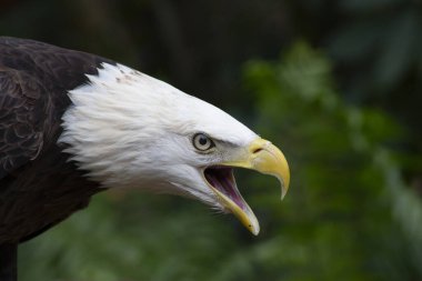 Ağzı açık sarı gagalı bir kuş şarkı söyler ya da seslenir 