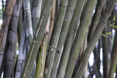 Yeşil bambu kepenkleri ya da sapları kapat 