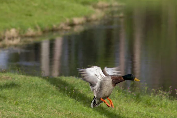 Pato Reais Voando Pousando Grama Verde Flórida — Fotografia de Stock