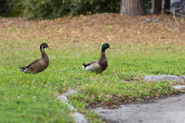 Two Mallard Ducks Roadside Neighborhood — Stock Photo, Image