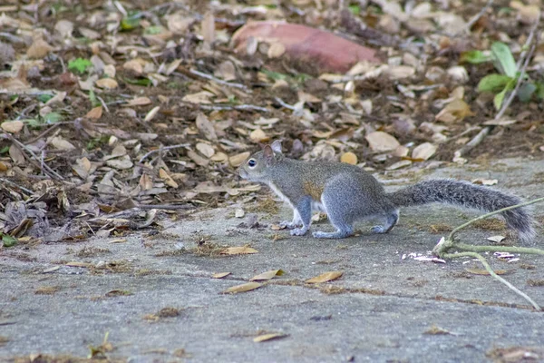 Florida Nın Yerlisi Gri Sincap Yolun Karşısına Geçiyor — Stok fotoğraf