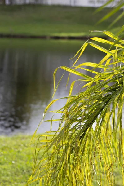 a green tree with long leaves or ferns in florida with copy space