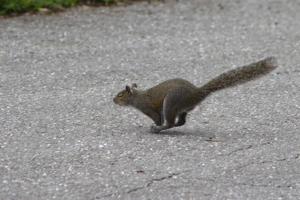 Squirrel Running Full Tilt Road — Stock Photo, Image