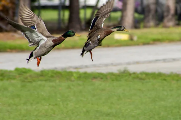 Ένα Ζευγάρι Πράσινων Mallards Που Πετούν Στον Αέρα Μια Γειτονιά — Φωτογραφία Αρχείου