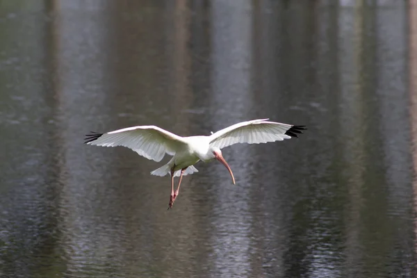 White Bird Heron Egret Family Flying Pond — Stock Photo, Image