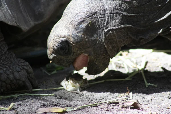 a hard shelled brown tortoise opens its mouth to eat food