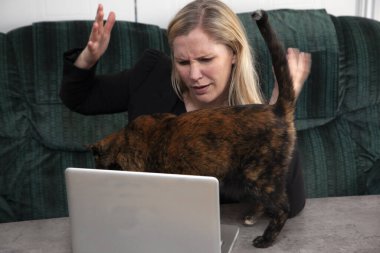 a cat on the laptop disturbs someone working from home  clipart