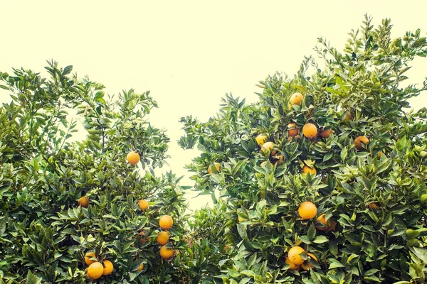 Bosquet Orangers Des Oranges Fraîches Mûres Dorées Poussent Encore Sur — Photo