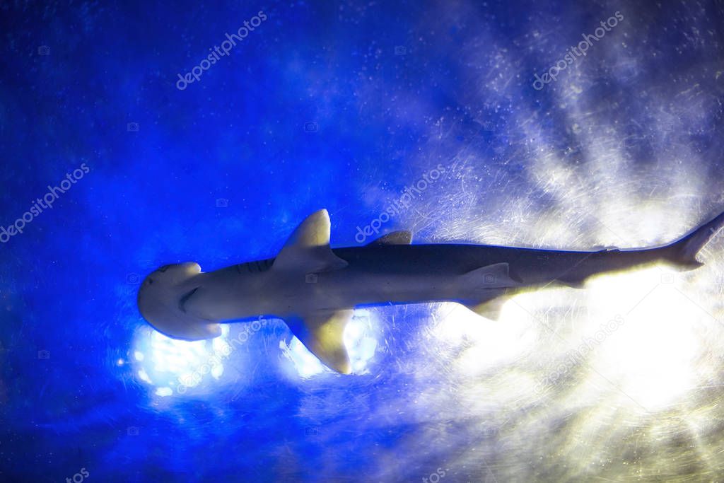 Hammerhead shark swimming in deep blue water view from below. Selective focus on the shark backlit in an aquarium