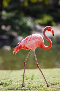 Flamingo 'nun tam boy fotoğrafı. Kuş doğal ortamında..