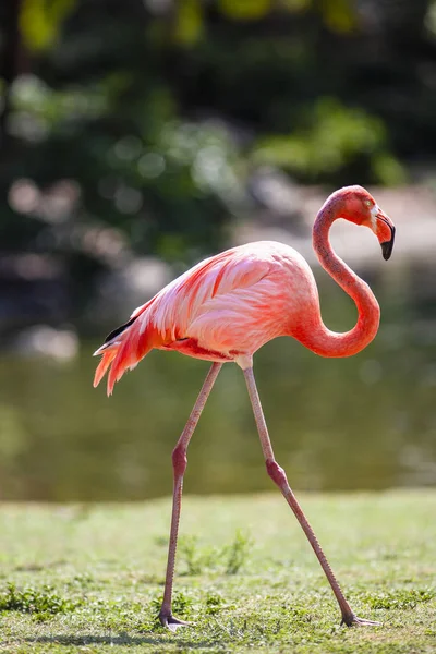 Photo Pleine Longueur Flamingo Oiseau Dans Son Habitat Naturel — Photo