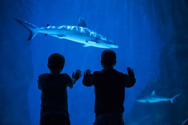 Silueta Dos Niños Mirando Tiburón Grande Través Del Cristal Acuario — Foto de Stock