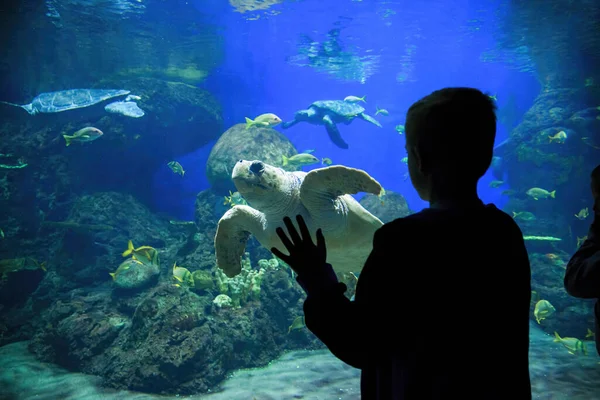 Silueta Niño Mirando Coloridos Peces Arrecife Tropical Tortugas Marinas Gran — Foto de Stock