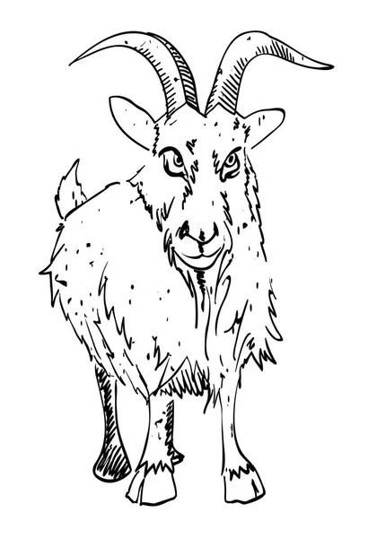 Karikatúra kép, kecske — Stock Vector