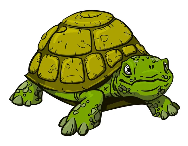 Imagen de dibujos animados de tortuga — Vector de stock