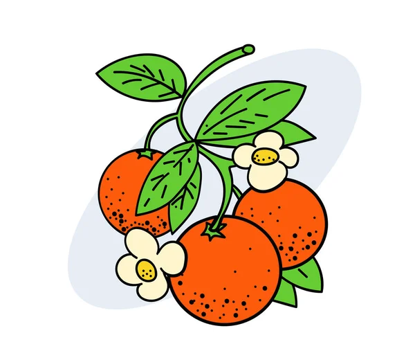 Rama de naranjas — Vector de stock