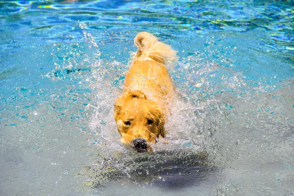 Bir yüzme havuzunda su kapalı sallayarak golden Retriever köpek — Stok fotoğraf