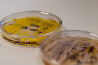 Profesyonel ilaç araştırma ve test laboratuvarı.