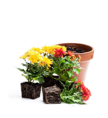 Renkli papatya çiçek dikim ve saksı için hazır