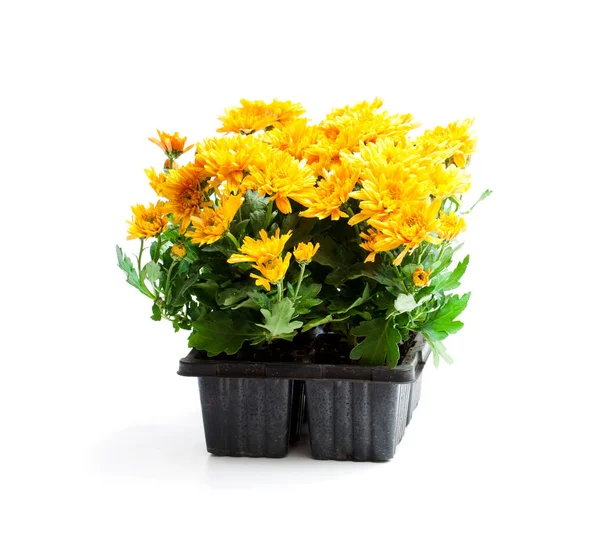 Colorful  Chrysanthemum flowers in small pots isolated on white — Stock Photo, Image
