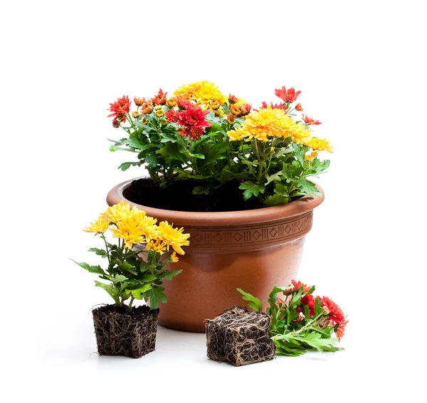 Colorful  chrysanthemum flowers ready for planting and flowerpot — Stock Photo, Image