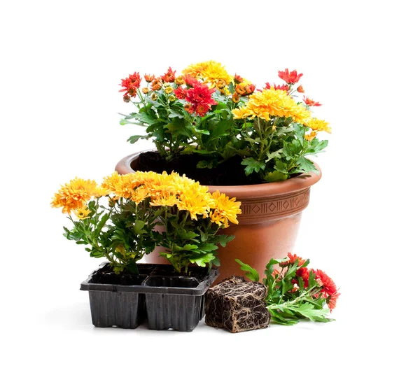 Colorful  chrysanthemum flowers ready for planting and flowerpot — Stock Photo, Image