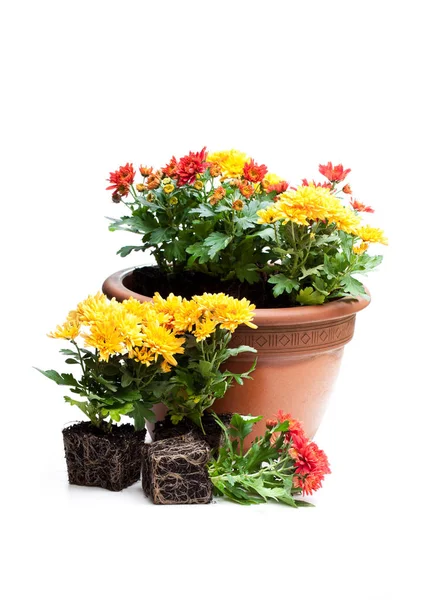Barevné chrysanthemum květiny připravené k výsadbě a květináče — Stock fotografie