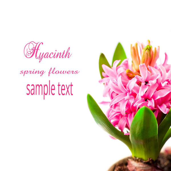 Pink  hyacinth flowers with copy space on a white background 