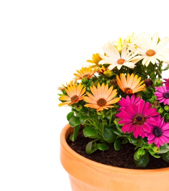 Renkli cape papatya çiçekler içinde izole bir seramik saksı 