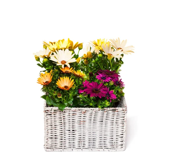 Schöner Strauß bunter Gänseblümchen-Blumen in Korb isoliert — Stockfoto