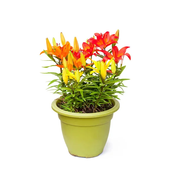 Flores de lírio coloridas no vaso isolado — Fotografia de Stock
