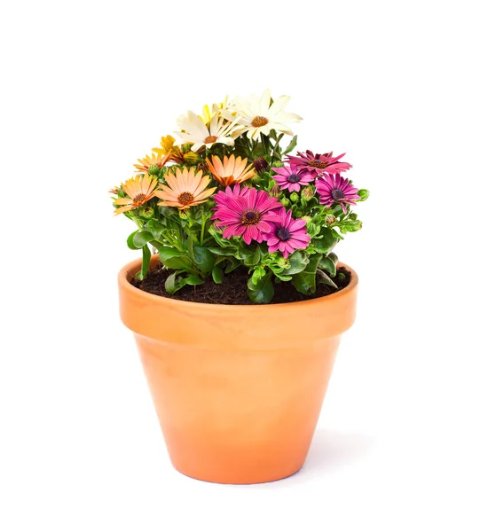 Fiori di margherita di mantello variopinti in un vaso di fiori di ceramica isolato — Foto Stock