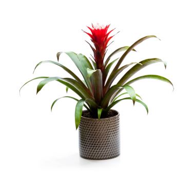Tencerede guzmania monostachia çiçek blossom izole çiçek 