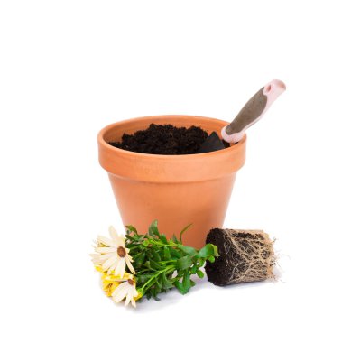 Renkli cape papatya çiçekler ekime hazır ve saksı mı