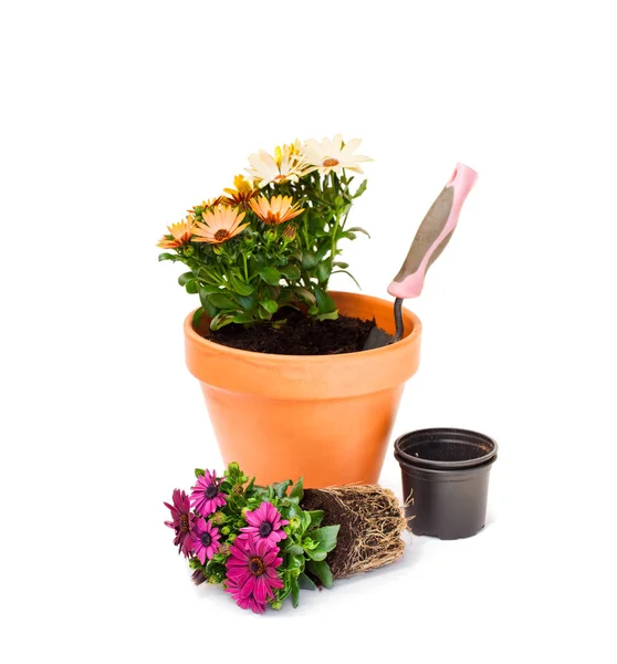 Colorful  cape daisy flowers ready for planting and flowerpot is — Stock Photo, Image
