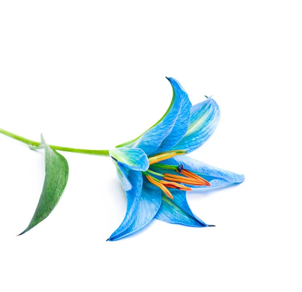 Blue  lily flower on white background isolated — Stock Photo, Image