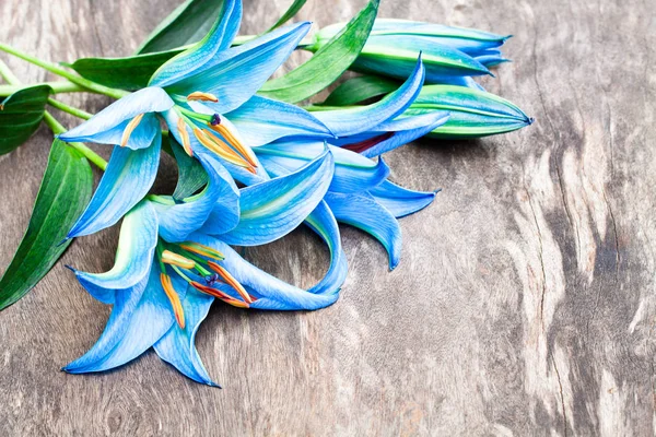 Blue  lily flowers on the oak brown table — Stock Photo, Image